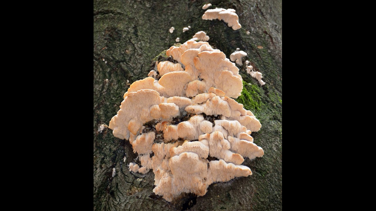 Sarcodontia pachyodon