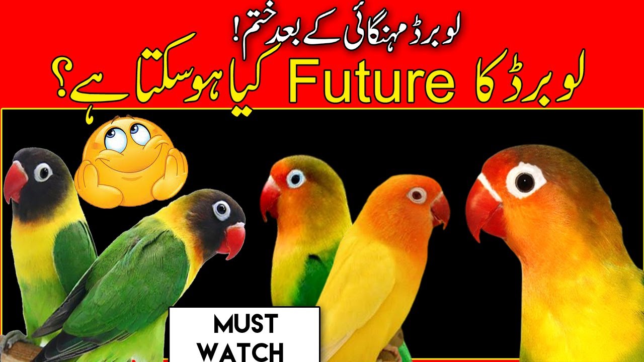 Love birds business in pakistan | How to start love birds business in pakistan