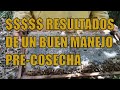 💰  RESULTADOS DE UN BUEN MANEJO PRE-COSECHA!!!