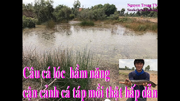 Câu Cá Lóc Ngoài Tràm Chim #15 | Năng khô Cá Khủng || Cận Cảnh cá táp mồi thật hấp dẫn