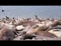 sea lions in Monterey