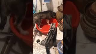 Dog is stopped by Cat for wasting water 😹#Shorts