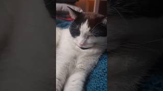Soft Kitty, Warm Kitty, little ball of fur! #catrelaxation #softkitty #sleepykitty #catlife 😻