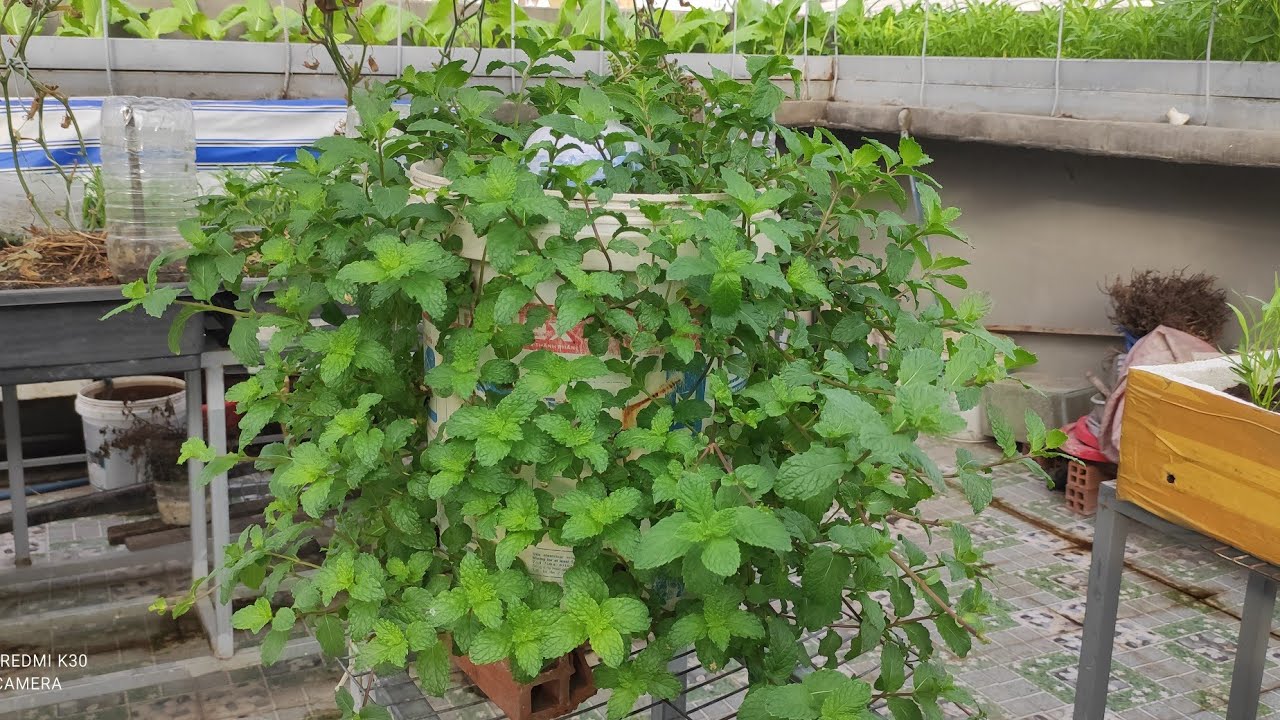 Tận dụng thùng 20lít  trồng húng lủi , rau được nhiều , không chiếm diện tích | Khoa Hien 426