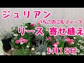 上からジュリアンのリース寄せ植えプランツギャザリング