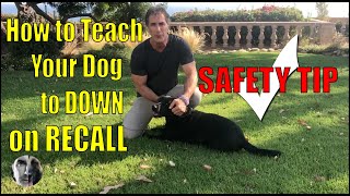 How To Teach a Dog Drop on Recall  Dog Safety Tip  Dog Training Video