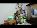 カプッとエア噛み おとんに構ってもらって嬉しい猫