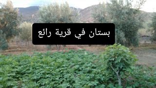 A tour of a village orchard جولة في أحد البستان القرية