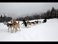 How to drive a dog sled, Sun Peaks, BC - Dog Sledding in Canada is fun!