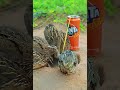 Easy Underground Quail Trap #shorts