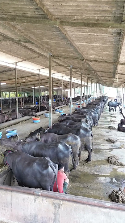 Girdhara dairy farm #buffelo