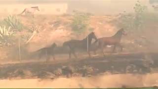 شاهد هذا الفيديو المؤثر لحصان يدخل الحريق لينقذ عائلته Fire California horse enters the fire