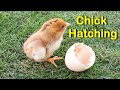 Egg To Chicken - Chicken Hatching From Egg Time lapse Video