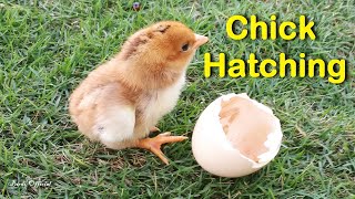 Egg To Chicken - Chicken Hatching From Egg Time lapse Video