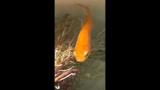 20260922古法生态鱼缸换水！