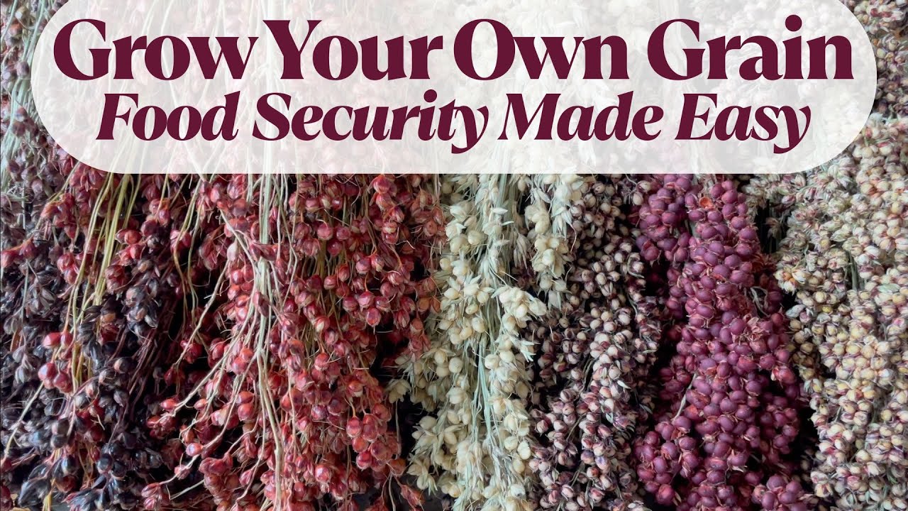 Выращивайте сорго для обеспечения продовольственной безопасности 🌾 Легко выращиваемая зерновая ку...