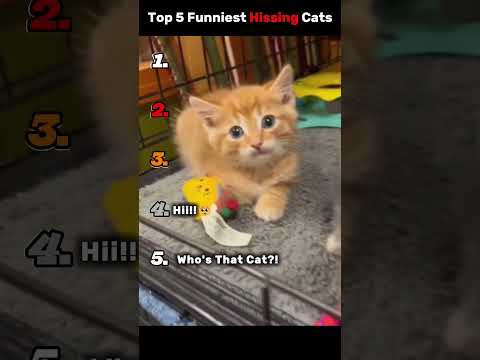The Cutest Angry Cats Ever! 😾❤️  #cutecats #funnyanimals #pets #catlover #viralcats  #cat #funny