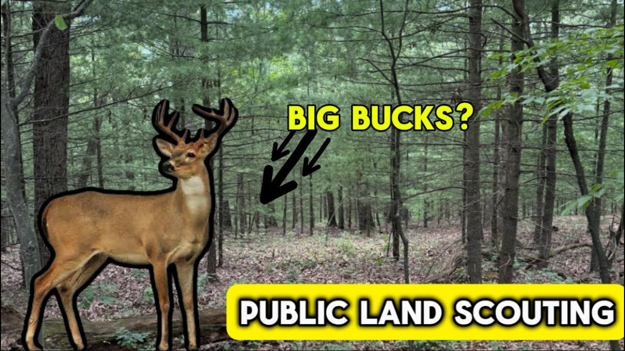 Scouting PUBLIC Land For BIG Buck!! Pt.1 - YouTube