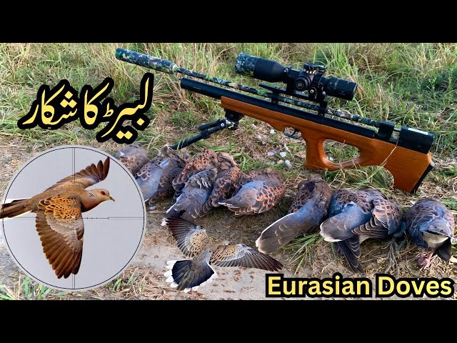 Russian Doves Hunting in Pakistan | Artemis P15 Airgun Hunting | Eurasian Turtle Doves class=