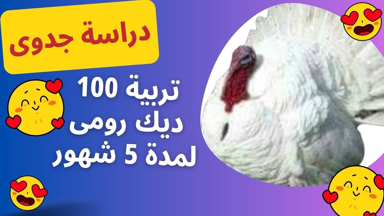 دراسة جدوى تربية الرومى الابيض الهجين / مشروع مربح جدا واوزان مفاجأة دراسة جدوى تربية الرومى الابيض الهجين / مشروع مربح جدا واوزان مفاجأة