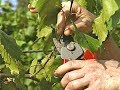 🔴🔴Виноград. Нормировка запущенных кустов. Обрезка винограда.