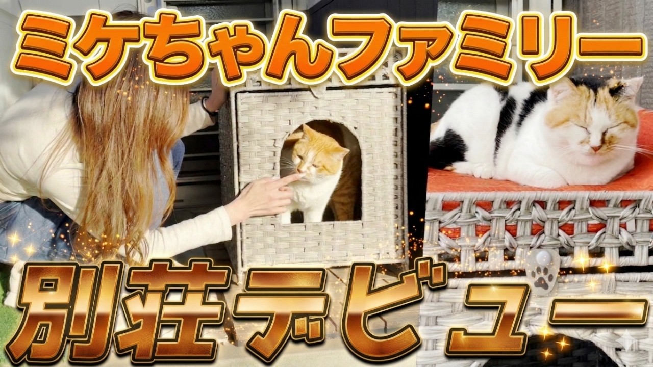 猫ちゃんの3階建お家 We gifted a vacation home to our calico cat family! [Wisteria Cat