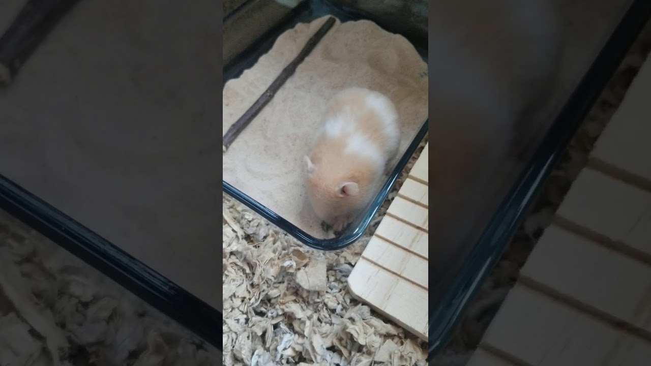 Hamster plays in sand🐹😁 YouTube