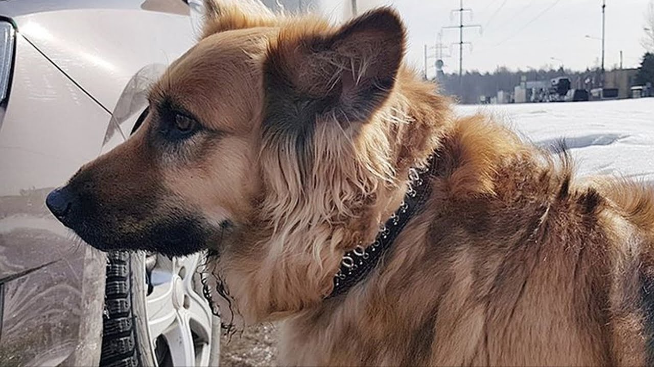 Собаку задела машина