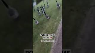Only in Poland 😂🇵🇱🦆 #funny #memes #poland