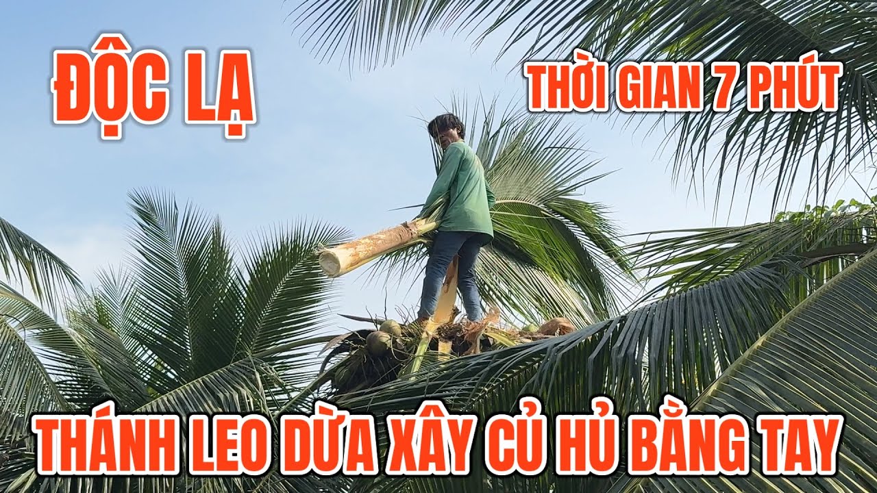 Anh núi “thánh leo dừa” xây củ hũ dừa bằng tay và biểu diễn trên đọt￼ dừa ￼0945101202 TÀI