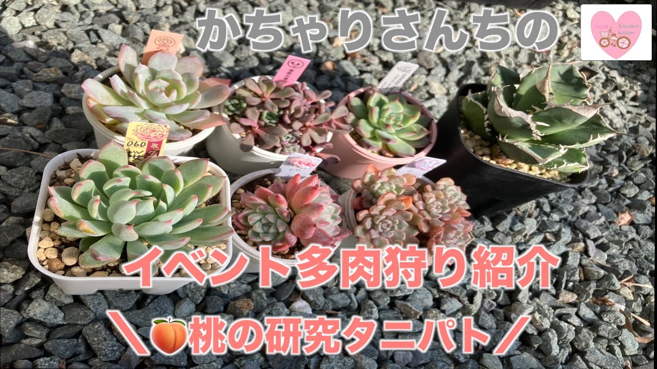 【多肉植物・ガーデニング】桃🍑トレーの研究タニパトと指宿で買った多肉の紹介💓可愛過ぎてめっちゃお気に入りが増えました＼(^o^)／