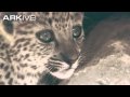 Arabian leopard Panthera pardus nimr النمر العربي