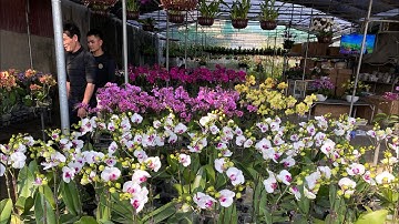 Khu Phố Bán Hoa Lan,Cây Cảnh,Cây Bonsai Bất Nhất Tp Thanh Hoá Chuẩn Bị Vào Hàng Tết Quý Mão 2023