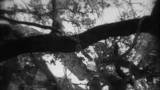 Tarzan the Ape Man (1932) [Full Movie]-Ταρζάν, ο Αρχων της Ζούγκλας -Greek Subs