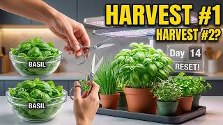 These 10 Herbs Grow So Fast You'll Harvest Twice a Month