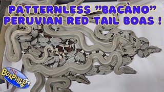 Celebrity Peruvian Red Tail Patternless "Bacàno Boas" Profile