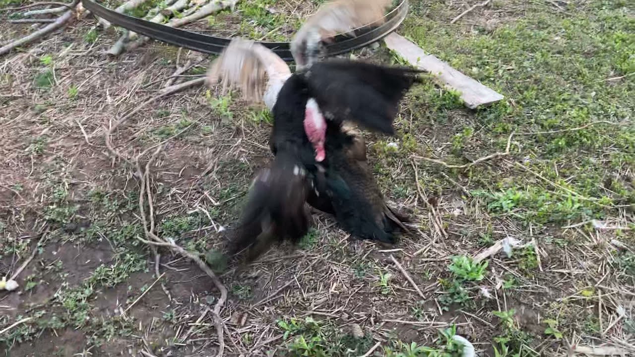 Muscovy ducks fighting and hissing