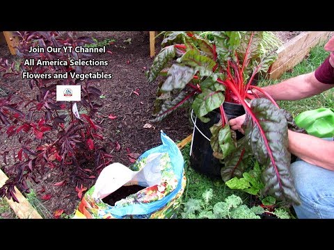 Βίντεο: Swiss Chard Winter Garden: Μάθετε για τα φυτά Swiss Chard που διαχειμάζουν