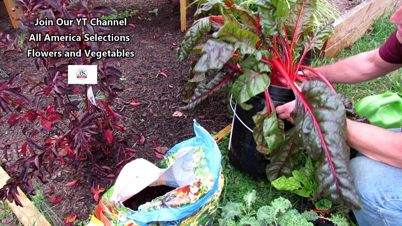 Grow Kale, Collards & Chard in 5 Gallon Containers: 10 Minutes to Plant for Season Long Leafy