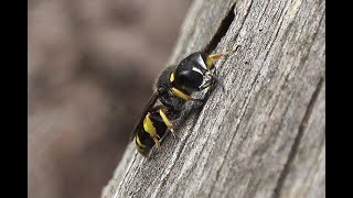 Blokhoofdwesp Ectemnius continuus, mannetje