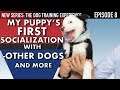 My New Puppy! How I Socialize My Puppy Around EVERYTHING! (Dog Training Experience Ep. 8)