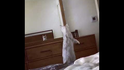 Curious Cat Discovers She Has Ears While Striking Pose in Mirror