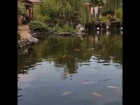 لاهیجان مزرعه قوها