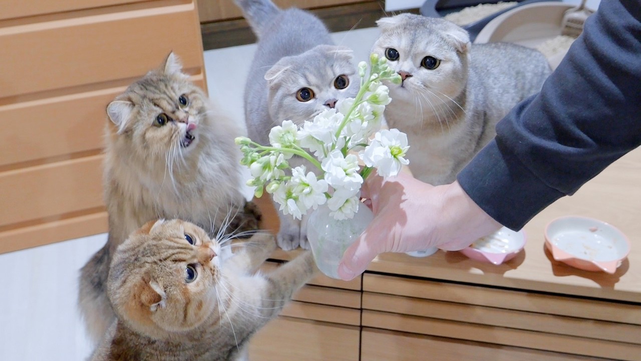 Эта семья котят была такой милой, они с восторгом подошли посмотреть на свежие цветы!