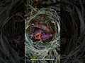 Burung Lyre: Peniru Suara Paling Sempurna di Bumi