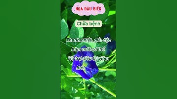 Hoa Đậu Biếc - Vẻ Đẹp Thanh Khiết Và Những Công Dụng Bất Ngờ