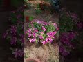 dil ta pagal ha💗🙂‍↕️..#shortvideos #ytshorts #shorts #fyp #growth #trending #song