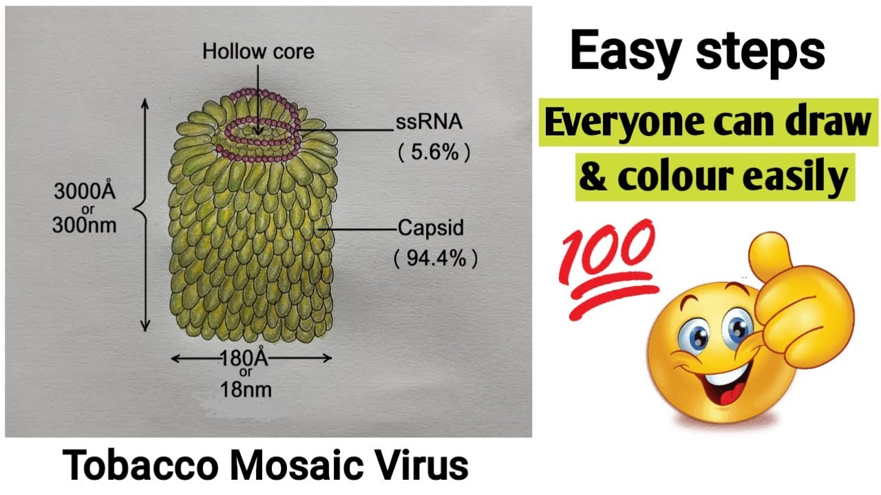 what is the shape of the tobacco mosaic virus (TMV) :: Behance How to draw Tobacco Mosaic