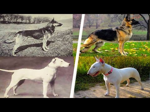 Video: 2018'in En İyi 10 Köpek Adı