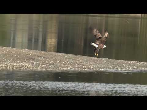 Centerport Eagle slo-mo Take-Off